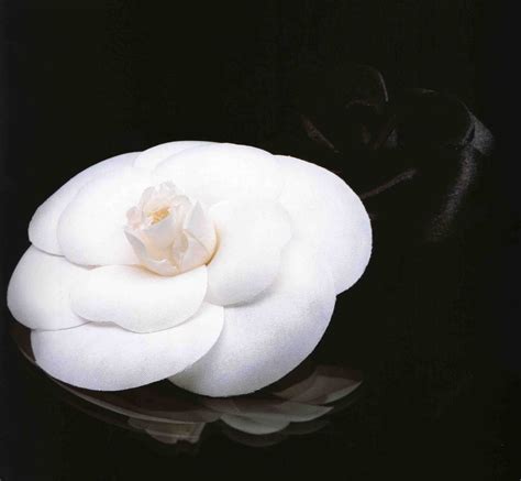 chanel camelia|Chanel camellia flower.